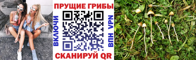KRAKEN зеркало  Фролово  Псилоцибиновые грибы Magic Shrooms 